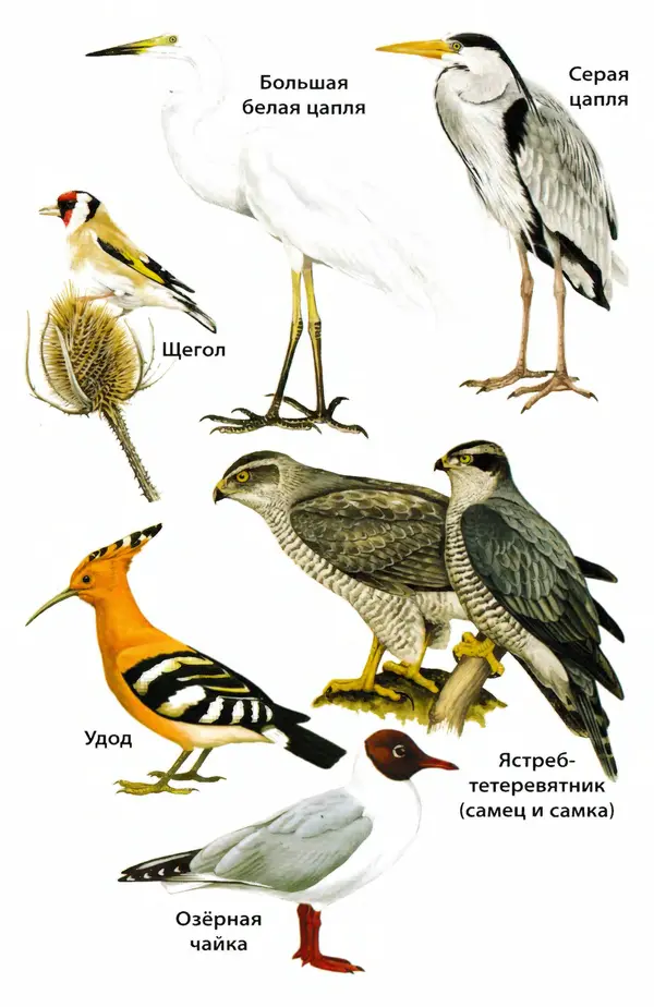 Татьяна Ситникова - Птицы России  - Страница № 104