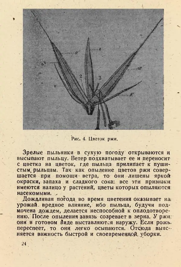 В. Ульянинский - Турист ботаник - Страница № 26
