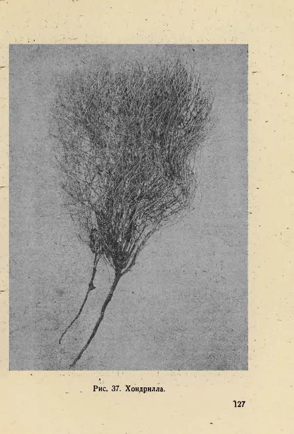 В. Ульянинский - Турист ботаник - Страница № 129