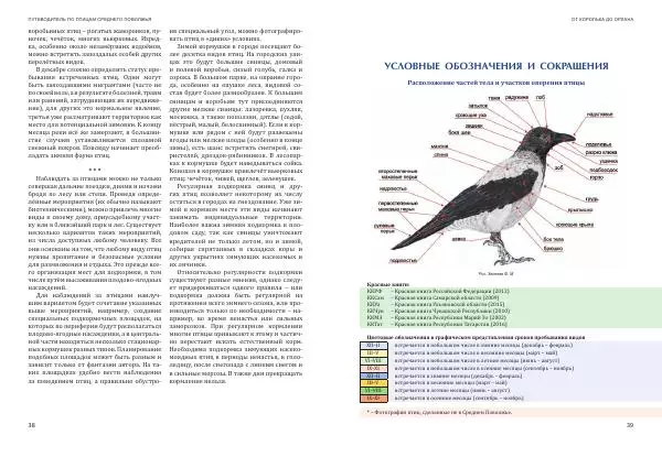  Коллектив авторов - От королька до орлана. Путеводитель по птицам Среднего Поволжья - Страница № 20