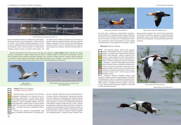  Коллектив авторов - От королька до орлана. Путеводитель по птицам Среднего Поволжья - Страница № 30