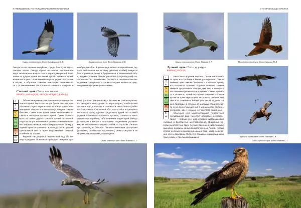  Коллектив авторов - От королька до орлана. Путеводитель по птицам Среднего Поволжья - Страница № 38