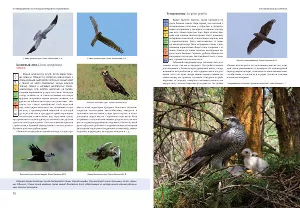  Коллектив авторов - От королька до орлана. Путеводитель по птицам Среднего Поволжья - Страница № 39