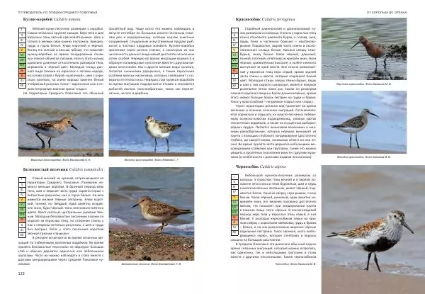  Коллектив авторов - От королька до орлана. Путеводитель по птицам Среднего Поволжья - Страница № 62