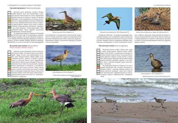  Коллектив авторов - От королька до орлана. Путеводитель по птицам Среднего Поволжья - Страница № 66