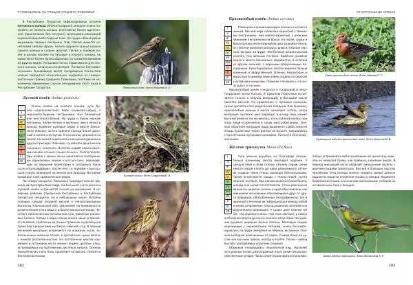  Коллектив авторов - От королька до орлана. Путеводитель по птицам Среднего Поволжья - Страница № 92