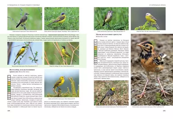  Коллектив авторов - От королька до орлана. Путеводитель по птицам Среднего Поволжья - Страница № 93