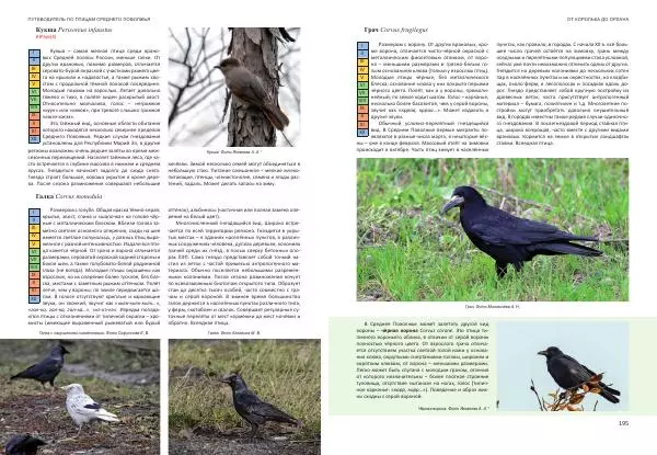  Коллектив авторов - От королька до орлана. Путеводитель по птицам Среднего Поволжья - Страница № 98