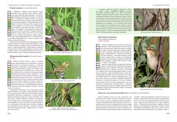  Коллектив авторов - От королька до орлана. Путеводитель по птицам Среднего Поволжья - Страница № 102
