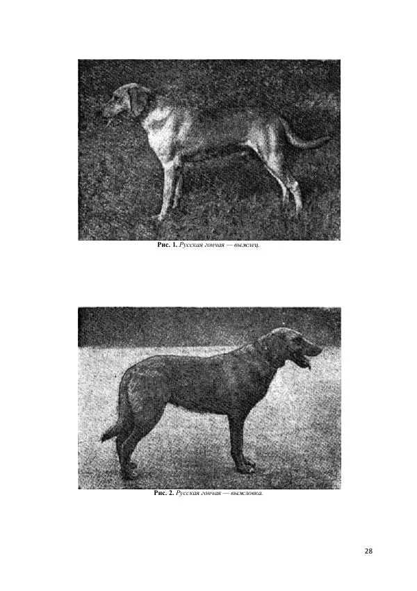 Владимир Соловьев - Гончие собаки - Страница № 28
