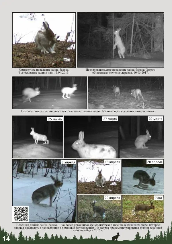 Анатолий Желтухин - Фотоловушки в мониторинге лесных млекопитающих и птиц - Страница № 16