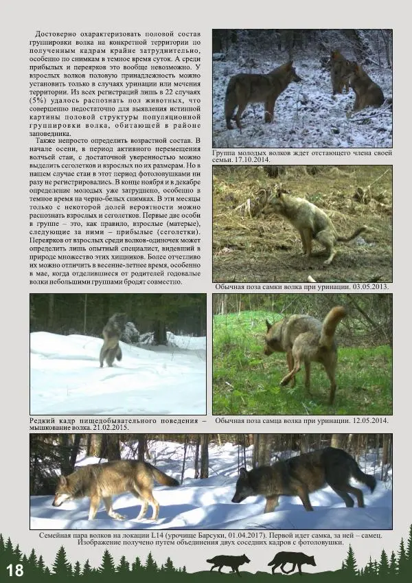 Анатолий Желтухин - Фотоловушки в мониторинге лесных млекопитающих и птиц - Страница № 20