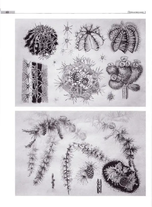 Мария Якушева - Трансформация природного мотива в орнаментальную декоративную форму - Страница № 69