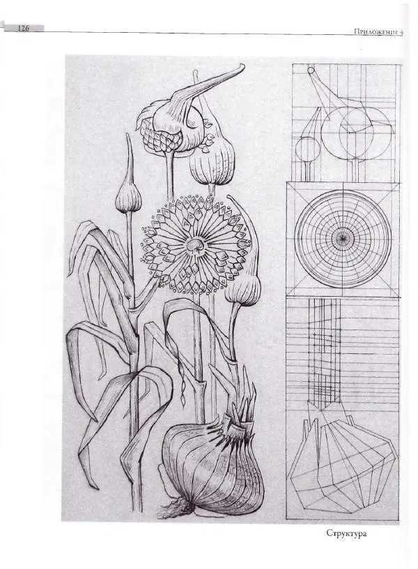 Мария Якушева - Трансформация природного мотива в орнаментальную декоративную форму - Страница № 127