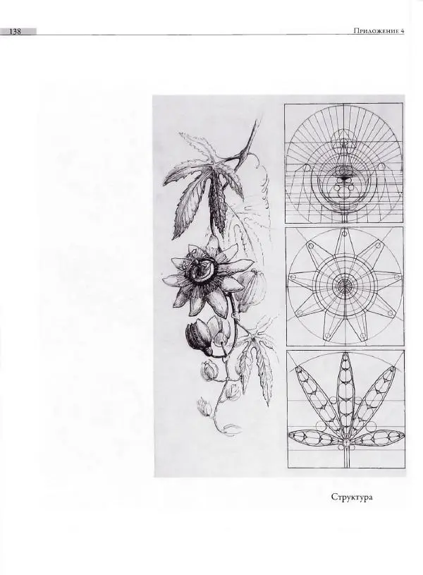 Мария Якушева - Трансформация природного мотива в орнаментальную декоративную форму - Страница № 139