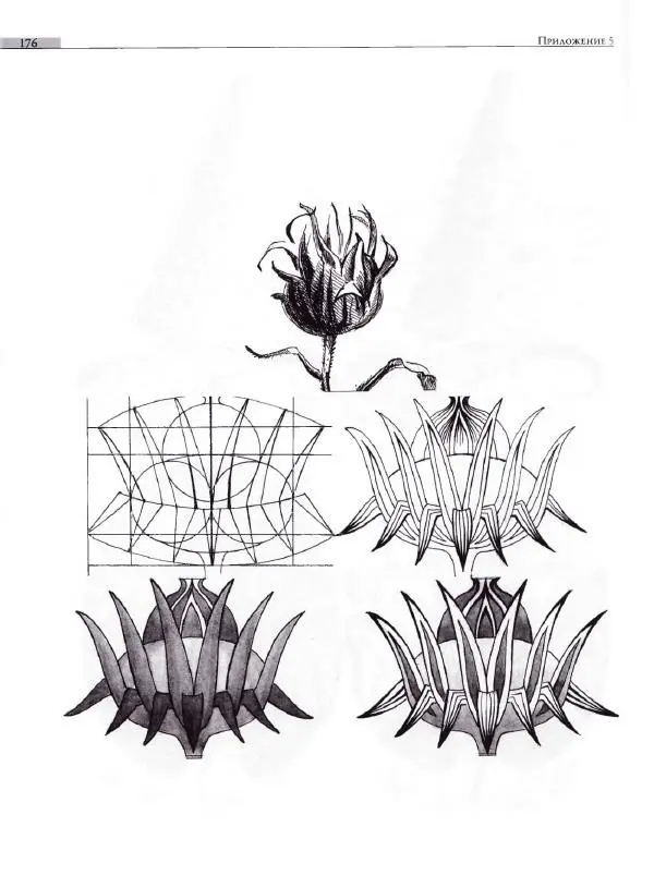Мария Якушева - Трансформация природного мотива в орнаментальную декоративную форму - Страница № 177