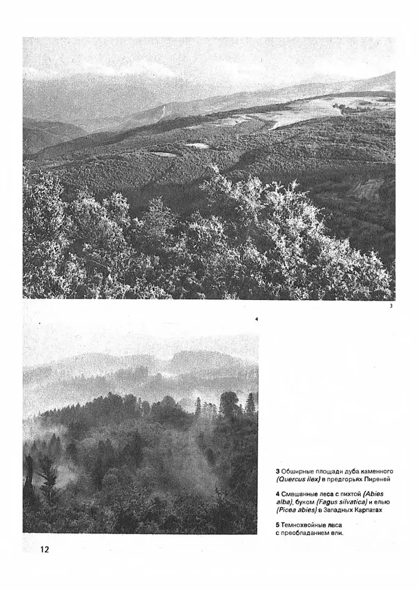 Ян Еник - Иллюстрированная энциклопедия лесов - Страница № 12