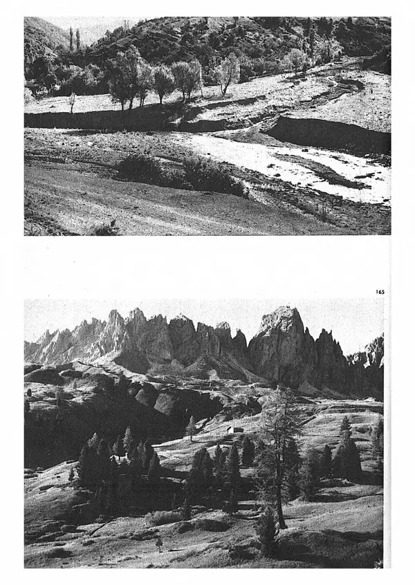 Ян Еник - Иллюстрированная энциклопедия лесов - Страница № 126