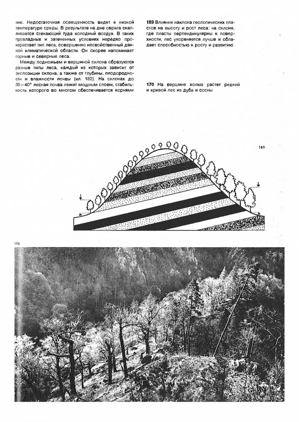 Ян Еник - Иллюстрированная энциклопедия лесов - Страница № 131