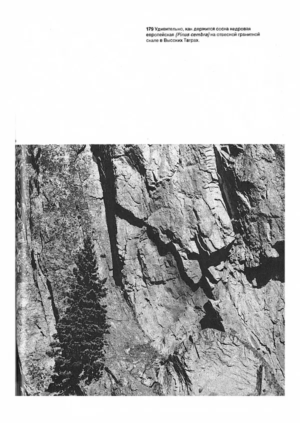 Ян Еник - Иллюстрированная энциклопедия лесов - Страница № 137