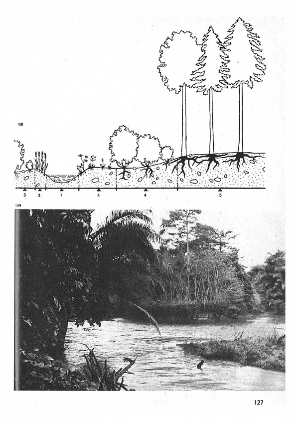 Ян Еник - Иллюстрированная энциклопедия лесов - Страница № 143