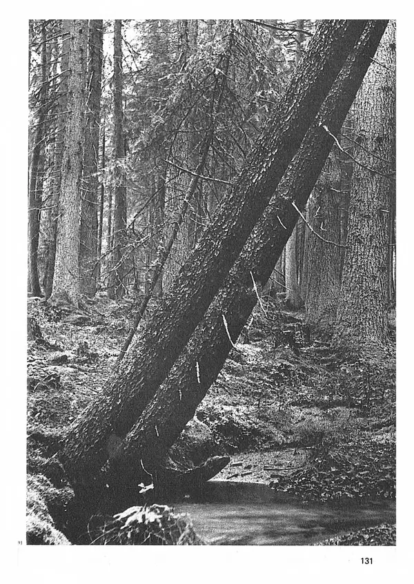 Ян Еник - Иллюстрированная энциклопедия лесов - Страница № 147