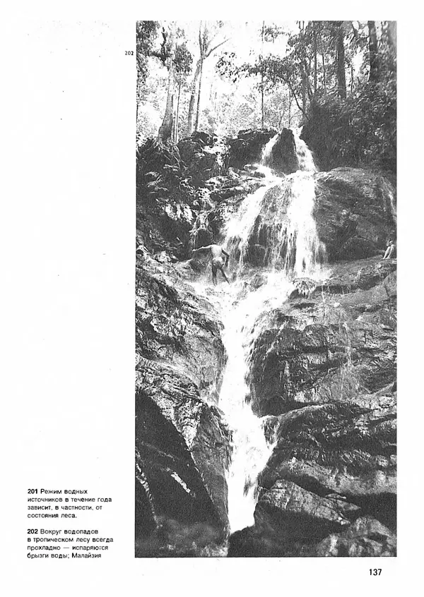 Ян Еник - Иллюстрированная энциклопедия лесов - Страница № 153