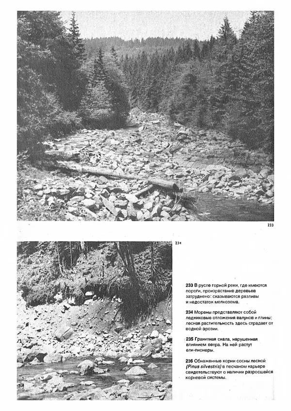 Ян Еник - Иллюстрированная энциклопедия лесов - Страница № 172