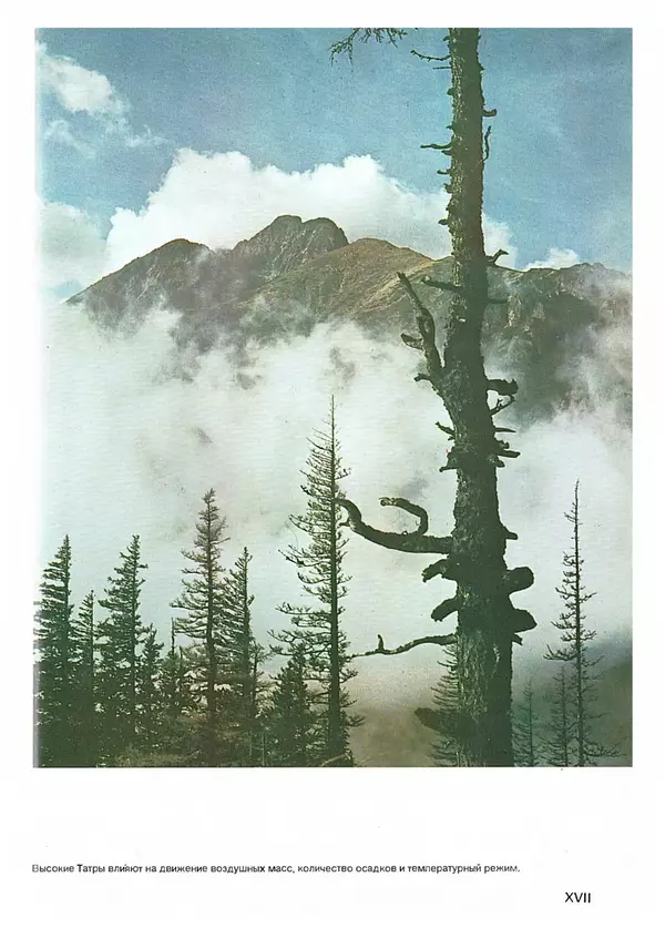 Ян Еник - Иллюстрированная энциклопедия лесов - Страница № 177