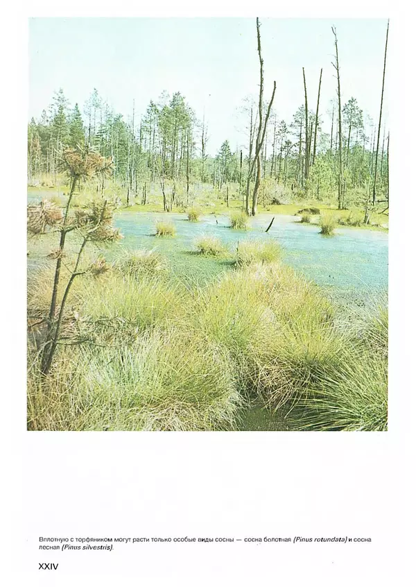Ян Еник - Иллюстрированная энциклопедия лесов - Страница № 184
