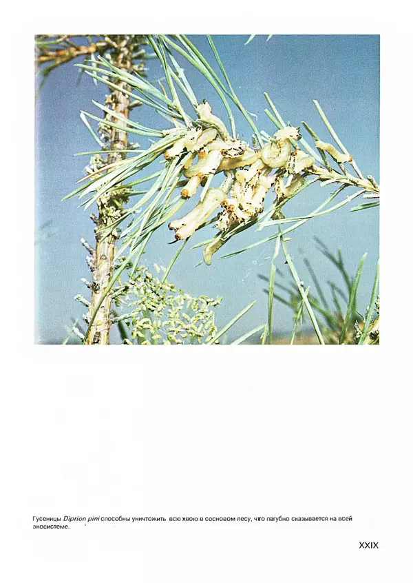 Ян Еник - Иллюстрированная энциклопедия лесов - Страница № 189