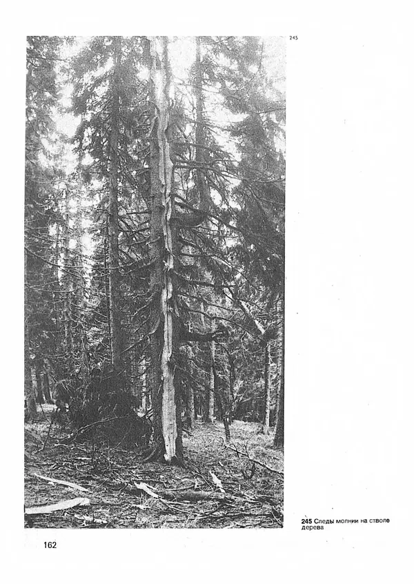 Ян Еник - Иллюстрированная энциклопедия лесов - Страница № 194