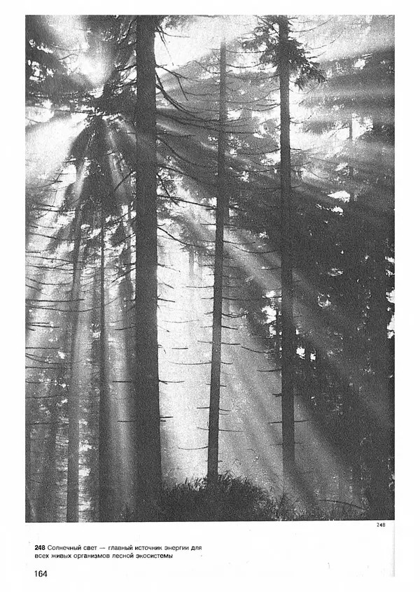 Ян Еник - Иллюстрированная энциклопедия лесов - Страница № 196