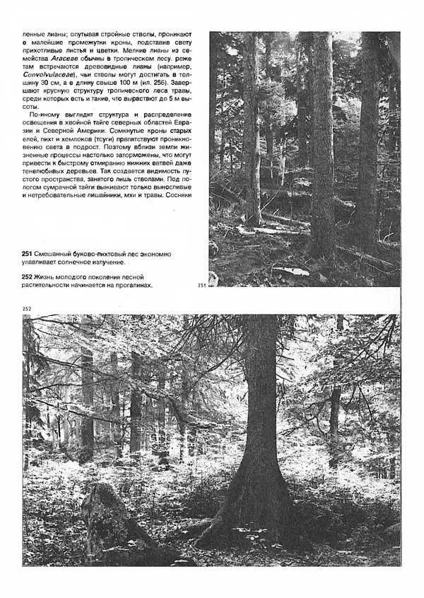 Ян Еник - Иллюстрированная энциклопедия лесов - Страница № 199