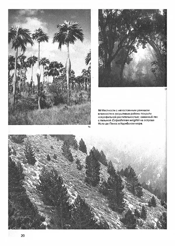 Ян Еник - Иллюстрированная энциклопедия лесов - Страница № 20