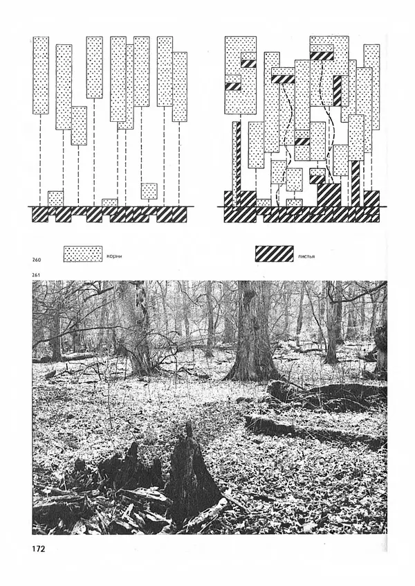 Ян Еник - Иллюстрированная энциклопедия лесов - Страница № 204