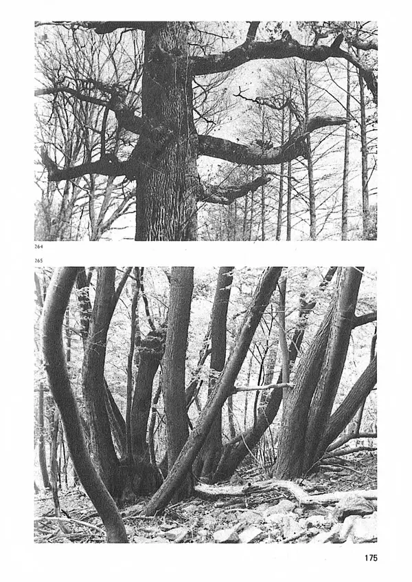 Ян Еник - Иллюстрированная энциклопедия лесов - Страница № 207