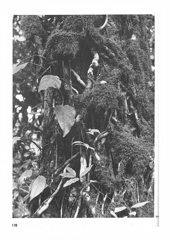 Ян Еник - Иллюстрированная энциклопедия лесов - Страница № 210