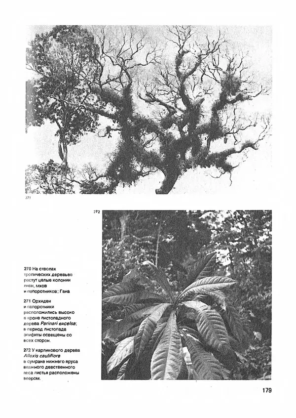 Ян Еник - Иллюстрированная энциклопедия лесов - Страница № 211