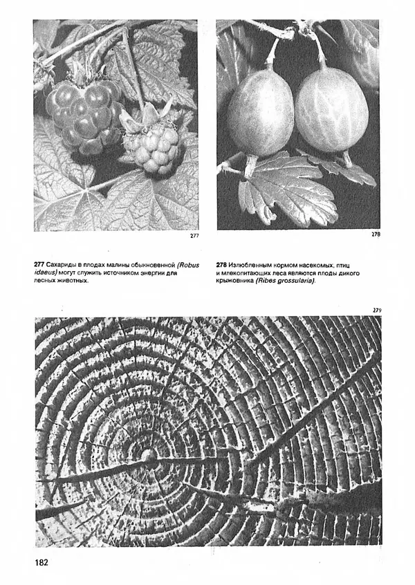 Ян Еник - Иллюстрированная энциклопедия лесов - Страница № 214
