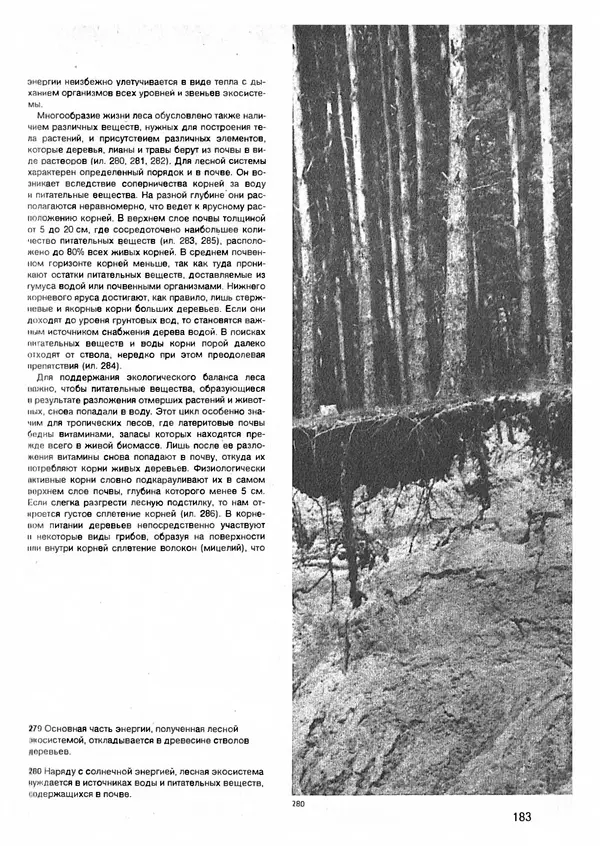 Ян Еник - Иллюстрированная энциклопедия лесов - Страница № 215