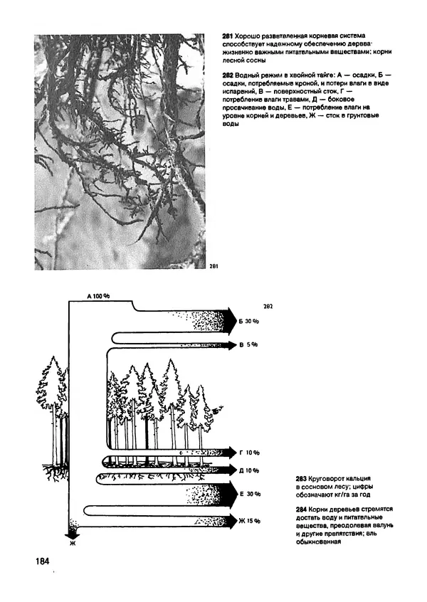 Ян Еник - Иллюстрированная энциклопедия лесов - Страница № 216