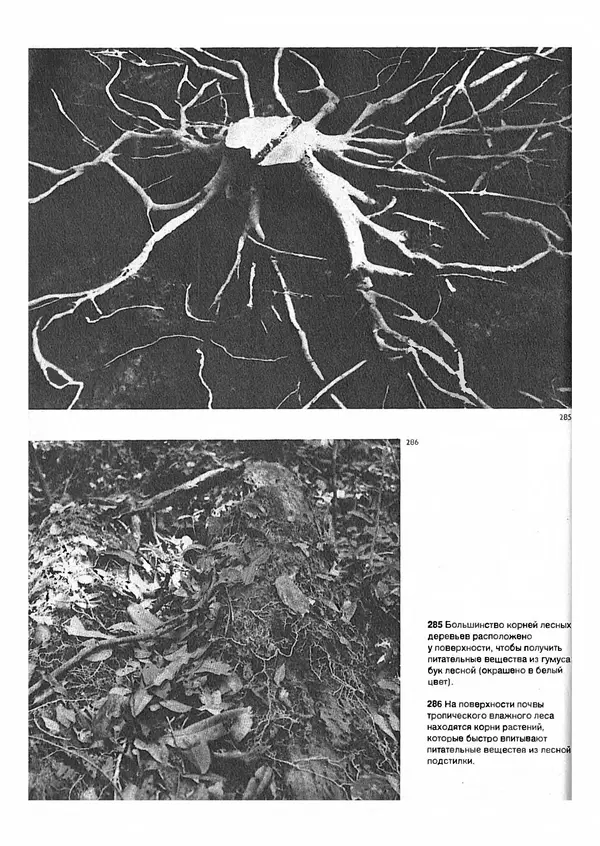 Ян Еник - Иллюстрированная энциклопедия лесов - Страница № 218