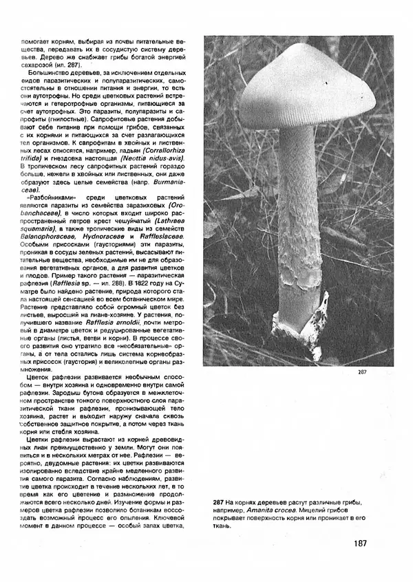 Ян Еник - Иллюстрированная энциклопедия лесов - Страница № 219