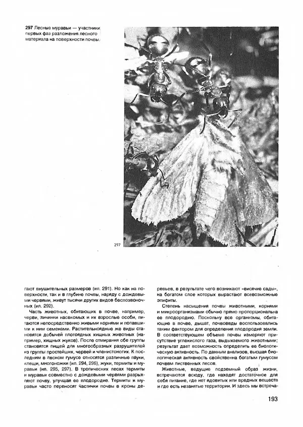 Ян Еник - Иллюстрированная энциклопедия лесов - Страница № 225