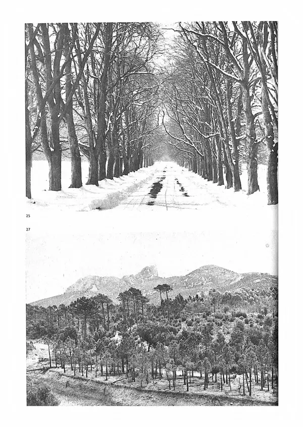 Ян Еник - Иллюстрированная энциклопедия лесов - Страница № 24