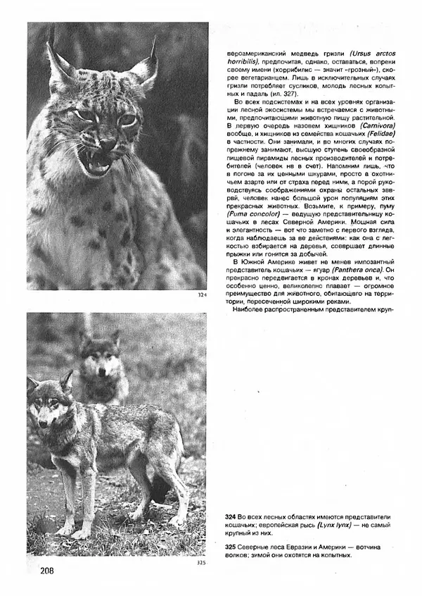 Ян Еник - Иллюстрированная энциклопедия лесов - Страница № 240