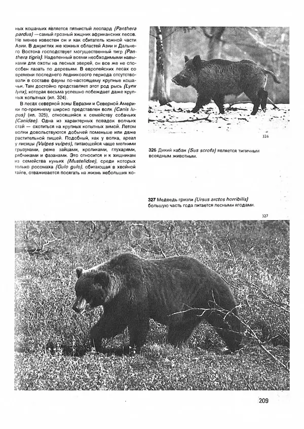 Ян Еник - Иллюстрированная энциклопедия лесов - Страница № 241