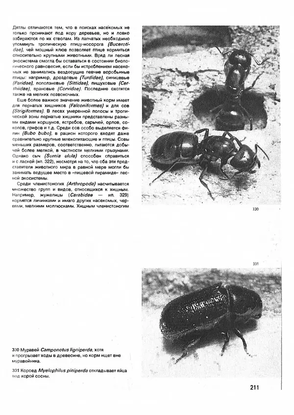 Ян Еник - Иллюстрированная энциклопедия лесов - Страница № 243
