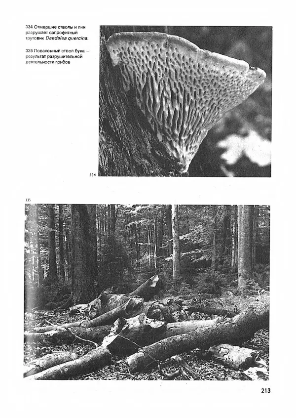 Ян Еник - Иллюстрированная энциклопедия лесов - Страница № 245